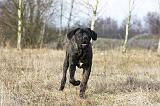 CANE CORSO 798